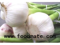 Pure white and Normal white garlic