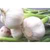 Pure white and Normal white garlic