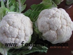 Fresh White Cauliflower