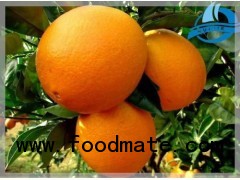 Navel Orange