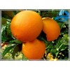 Navel Orange