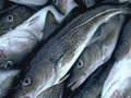 Record high cod quota for Norway