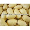 Sweet potato starch/ Fresh Sweet Potato
