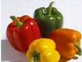 Supafresh capsicums could become biggest product