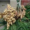 Ginger Root extract
