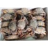 Frozen Black mud Crab