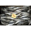 Frozen horse mackerel