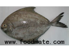 frozen black pamfret fish