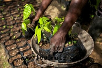 cocoa sustainability initiative