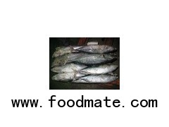 frozen bonito 300-500g 500g up