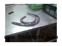 Buy USA Hagfish