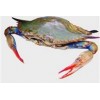 Blue Crab from USA and Mexico
