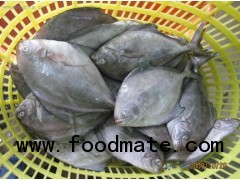 black pomfret