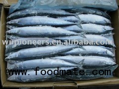 pacific saury