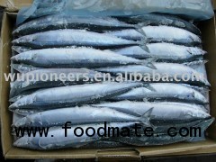 pacific saury