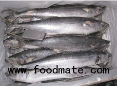 Spainish Mackerel