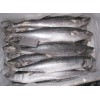 Spainish Mackerel