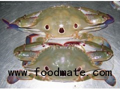 3 spot crab