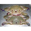 3 spot crab