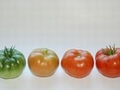 UK scientists discover ripening control protein