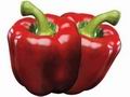 Almeria moving on to new pepper varieties