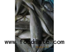 Horse mackerel - Trachurus Japonicus