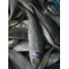 Horse mackerel - Trachurus Japonicus