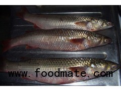 Grey mullet -  Mugil Cephalus