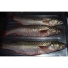 Grey mullet -  Mugil Cephalus