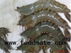 Vannamei shrimp - Penacus Vannamei