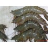 Vannamei shrimp - Penacus Vannamei