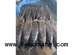 Bonito - Auxis Tapeionsoma