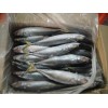 Pacific mackerel - Scomber Japonicus