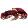 DUNGENESS CRAB (Cancer Magister)