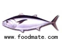 ALBACORE TUNA (Thunnus Alalunga)