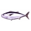 ALBACORE TUNA (Thunnus Alalunga)