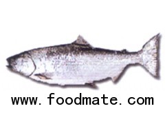 PACIFIC SALMON - CHINOOK SALMON (Oncorhynchus Tshawytscha)