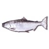 PACIFIC SALMON - CHUM SALMON (Oncorhynchus Keta)