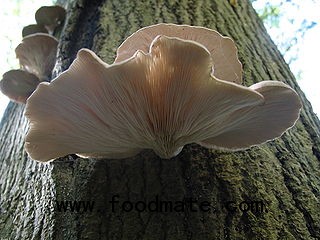 Oyster Mushroom