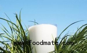 raw milk glass