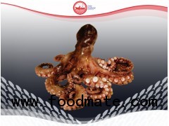 Chilean Octopus