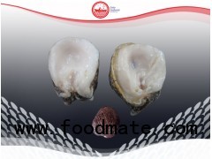 Chilean Abalone (loco)