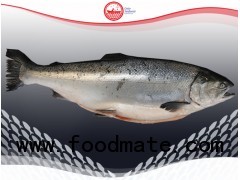 Coho Salmon