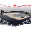 Coho Salmon