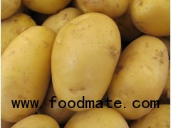 2012 new fresh potatoes
