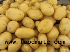 2012 new potato