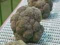 Low broccoli production unable to meet demand