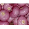 2012 fresh onion