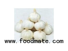 pure white garlic