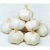 pure white garlic